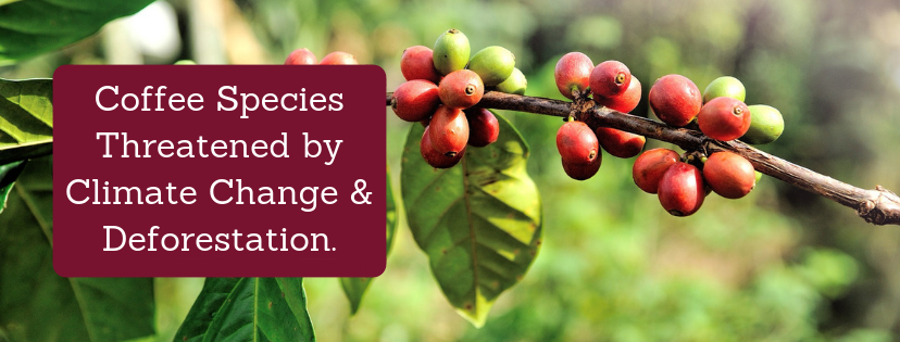 coffee climate change deforestation