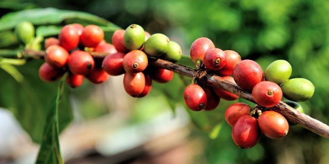 coffee bean fruit